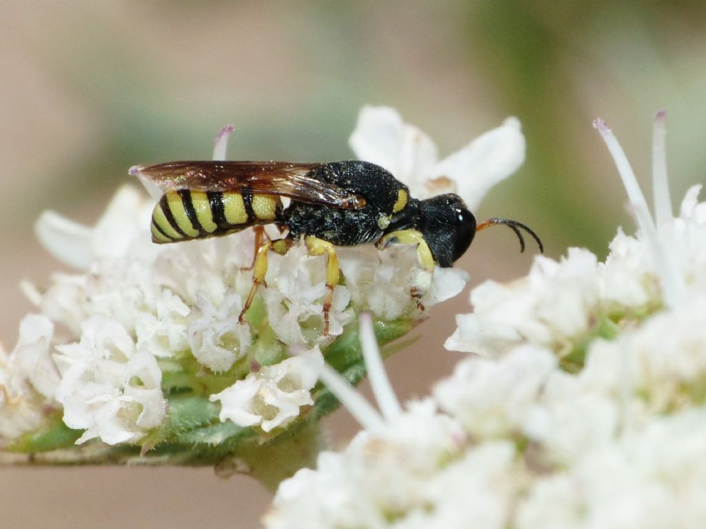 maschio di Lestica clypeata (Crabronidae)